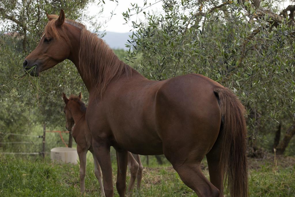 Fattoria Armena Villa Buonconvento Dış mekan fotoğraf